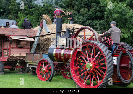 Traction engine powering a threshing machine, Weald and Downland open air museum, autumn countryside show, Singleton, Sussex, UK Stock Photo