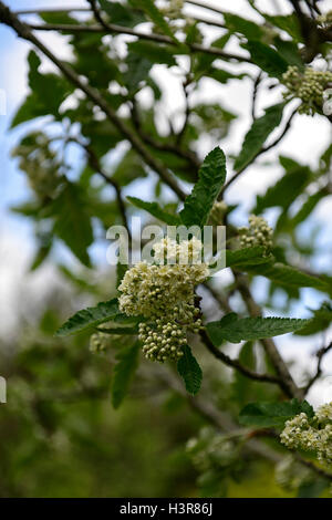 sorbus x thuringiaca fastigiata quercifolia white flowers berries mountain ash ashes rowan tree trees ornamental RM Floral Stock Photo