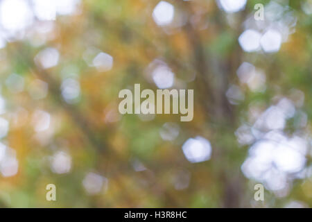 Abstract green bokeh background from trees in the park Stock Photo - Alamy
