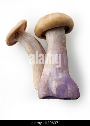 Fresh picked wiild organic Pied Bleu Mushrooms (Clitocybe nuda), blewitt or Blue Foot mushrooms Stock Photo