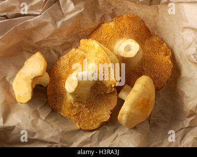 Fresh picked wiild organic Pied de Mouton Mushrooms (hydnum repandum) or hedgehog mushrooms Stock Photo