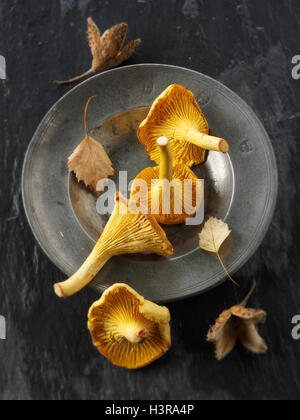 Fresh picked wild  organic chanterelle or girolle Mushrooms (Cantharellus cibarius) Stock Photo