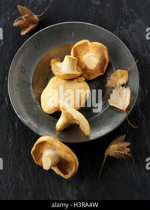 Fresh picked wiild organic Pied de Mouton Mushrooms (hydnum repandum) or hedgehog mushrooms Stock Photo