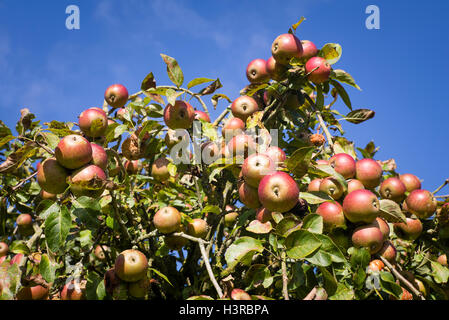 Ripe apples ready for picking on a Tydeman's Late Orange tree Stock Photo