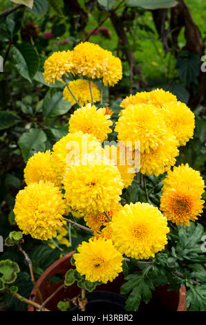 Yellow chrysanthemum Margaret Sunny growing outdoors Stock Photo