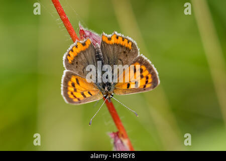 Small Copper butterfly (Lycaena phlaeas) Stock Photo