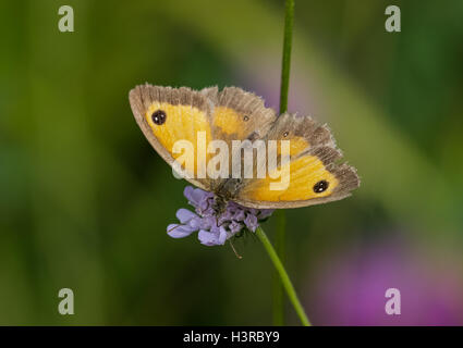 Female Gatekeeper butterfly (Pyronia tithonus) on scabious flower Stock Photo