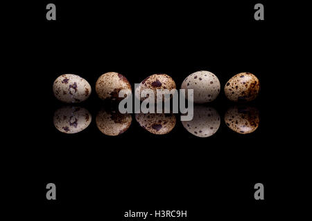 Five quail eggs in row isolated on black reflective background Stock Photo