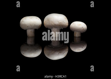 Three champignons isolated on black reflective background Stock Photo