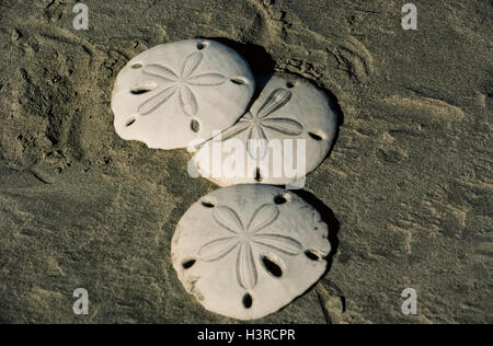 Sun-bleached skeletons of dead marine animals commonly known as Sand Dollars are seen on a sandy beach on Magdalena Island in the Pacific Ocean off the west coast of the Baja California Peninsula in Mexico. A five-pointed marking that resembles flower petals stands out on the white circular skeletons. Live sand dollars are covered with tiny fuzzy spines of various colors and live on the sandy seafloor in relatively shallow waters. Other names for the sand dollar include sea cookie, sand cake, pansy shell and snapper biscuit. Stock Photo