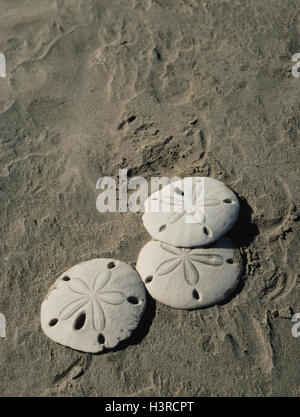 Sun-bleached skeletons of marine animals commonly known as sand dollars are seen on a sandy beach on Magdalena Island in the Pacific Ocean off the west coast of the Baja California Peninsula in Mexico. A five-pointed marking that resembles flower petals stands out on the white circular skeletons. Live sand dollars are covered with tiny fuzzy spines of various colors and live on the sandy seafloor in relatively shallow waters. Other names for the sand dollar include sea cookie, sand cake, pansy shell and snapper biscuit. Stock Photo