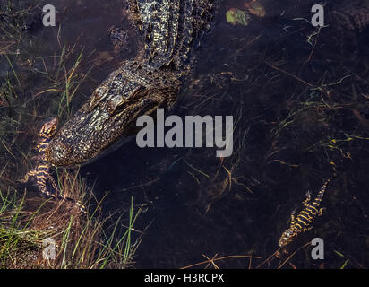 Two newborn baby American alligators swim near their mother in Everglades National Park in Florida, USA. Baby alligators are called hatchlings and stay with their mothers for the first one to three years of life. They grow to approximately six feet (l.8 meters) long by the time they reach maturity. Stock Photo