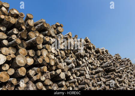 Big pile of logs on a blue sky background Stock Photo