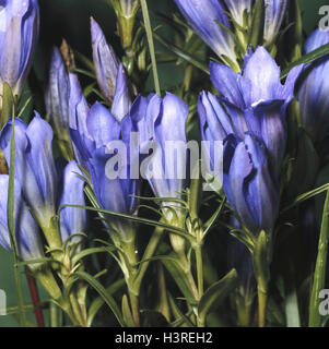 Lung gentian, Gentiana pneumonanthe, nature, botany, flora, plants, flowers, gentian, lung gentian, blossoms, blossom, blue, period bloom, from July to September, winter-hardly, close up Stock Photo