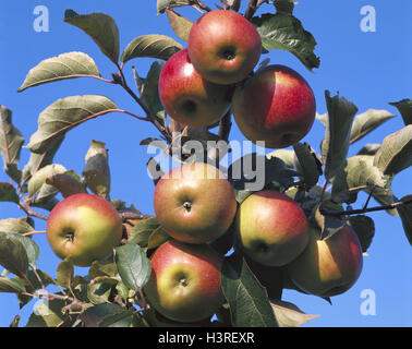 Apple-tree, detail, branch, apples, Cox orange tree, fruit-tree, fruit, fruits, apples, red-yellow, ripe, excessively, many, productive, growth, apple sort, 'orange Pepin', dessert apple, fruit, healthy, rich in vitamins, cultural apple-tree, fruits, vita Stock Photo