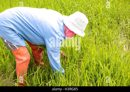 Thai farmer planting rice on paddy field. Stock Photo