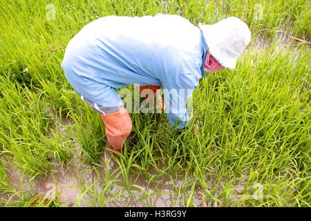 Thai farmer planting rice on paddy field. Stock Photo