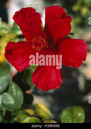 Rose mallow (Hibiscus rosasinensis), blossom, infructescence Stock Photo