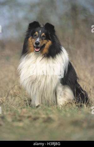 Of long-haired collie, sit, meadow, animal, animals, mammals, mammal, pets, pet, dogs, dog, Canidae, pedigree dogs, dog breed, race, rough collie, Scottish collie, collie, shepherd's dogs, accompanying dogs, use dogs, outside Stock Photo