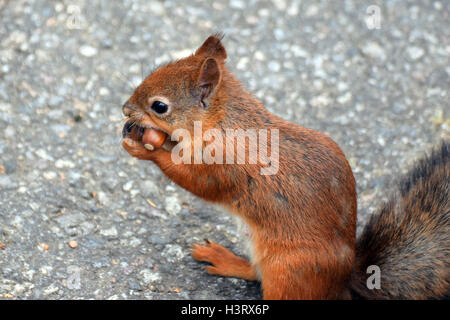 Greedy squirrel with two acorns in its mouth. Stock Photo