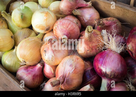 Walla Walla sweet onions (left), shallots (center), and sweet red onions (right) for sale at the City Market in Edmonton, Canada Stock Photo