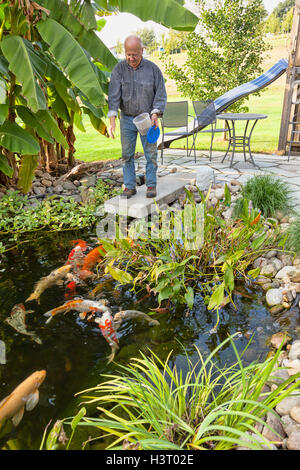 backyard pond in Southern Germany owner feeding his Koi Fish Stock ...
