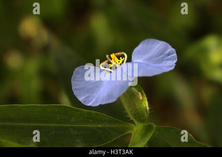 Beautiful blue flower with yellow organs known a slender dayflower (Commelina erecta), an edible herb Stock Photo