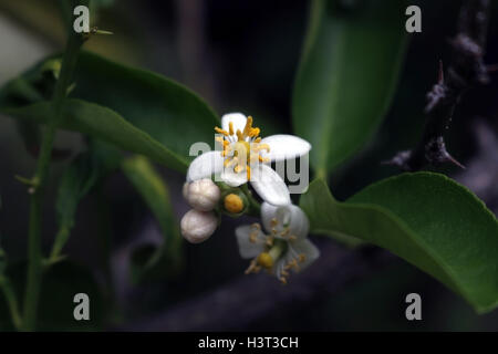 Key lime flower (Citrus × aurantiifolia), known as 'limao galego' in Brazil Stock Photo