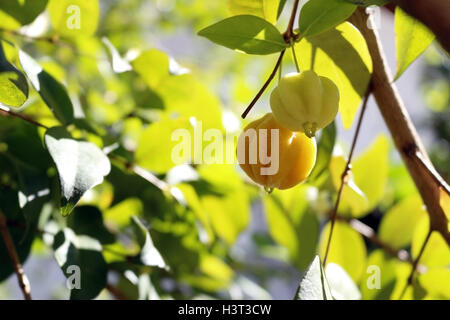 A pair of unripe Brazilian cherries (Eugenia uniflora), known as 'pitanga', a tropical healthy fruit Stock Photo