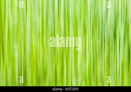 Natural background - vertical lines in yellow-green shades Stock Photo