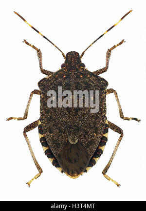 Brown marmorated stink bug Halyomorpha halys Stock Photo