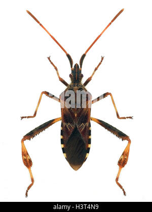 western conifer seed bug (Leptoglossus occidentalis) Stock Photo