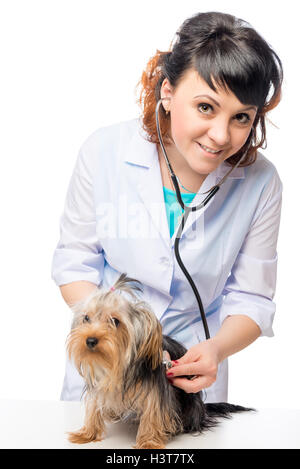 young veterinarian listens to the heartbeat of the dog on a white background Stock Photo