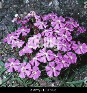 Glacier clove, Dianthus glacialis, close up, nature, botany, flora, plants, flowers, Alpine flowers, Alpine flora, high mountain plant, high mountain flower, glacier clove, clove plants, Dianthus, Aryophyllaceae, protected plants, blossoms, blossom, pink, Stock Photo