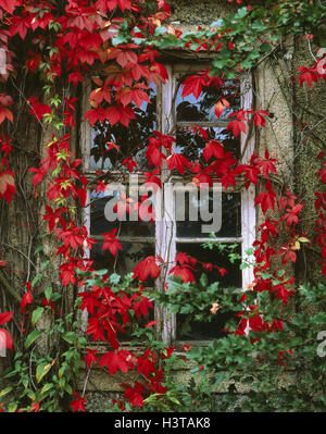 House, detail, window, wild wine, facade, covered, wine plant, climbing plant, Rankpflanze, become overgrown, foliage, leaves, discoloration, red, season, autumn, Stock Photo