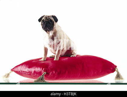 Pug, cushion Pug, pets, pedigree dogs, pedigree dog, dogs, dog, sit, inside, studio, cut out, Stock Photo