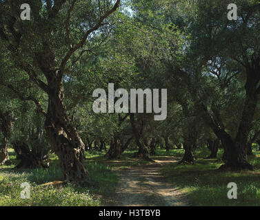 Greece, island Corfu, olive trees, way, summer, Ionian islands, Kerkyra, trees, useful plants, olive tree plants, olive trees, old, real olive tree, Olea europaea, olive grove, light, shade, nature Stock Photo