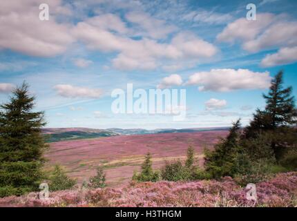 Ayton Bank looking towards Clay Bank over heather moorland. Stock Photo