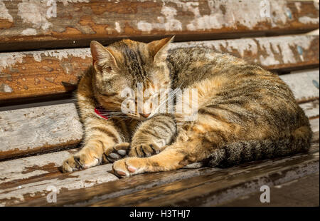 happy cat enjoying the afternoon sunshine on park bench with red collar and tag Stock Photo
