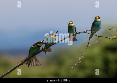 European bee-eaters - Merops apiaster Stock Photo