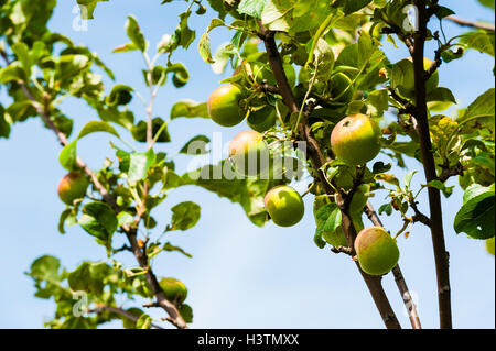 Green wild crabapples on branches against pale sky. Stock Photo