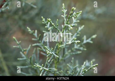 Macro stock photography of the branch  Cupressus arizonica. Conifer needles Stock Photo