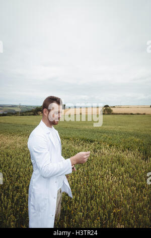 Agronomist checking the crops in the field Stock Photo