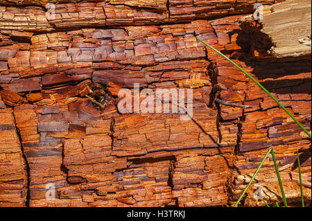Rotten wood, tree trunk, close-up, full-frame, Germany Stock Photo