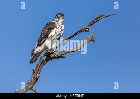 Perched African hawk eagle (Hieraaetus spilogaster), Timbavati Game Reserve, South Africa Stock Photo