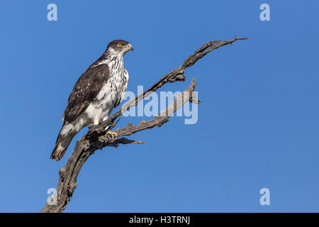 Perched African hawk eagle (Hieraaetus spilogaster), Timbavati Game Reserve, South Africa Stock Photo