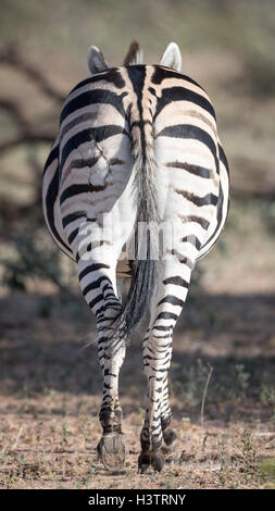 Rear and tail of plains zebra, Burchell's zebra, Timbavati Reserve, South Africa Stock Photo