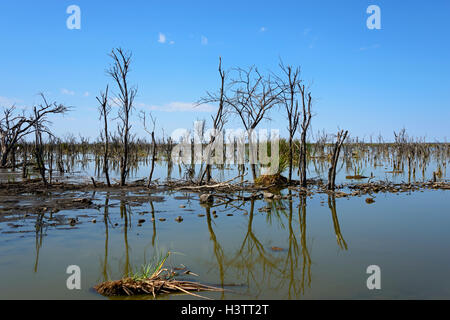 Dead trees in the Lake Ngami, Botswana Stock Photo