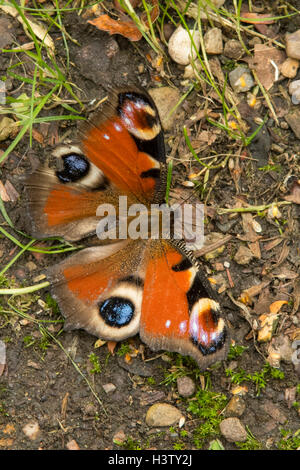 Peacock Butterfly, Aglais io, Gardens in Wallington, Northumberland, England Stock Photo