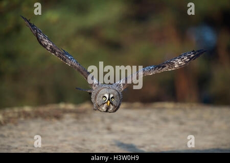 Great Grey Owl / Bartkauz ( Strix nebulosa ) in flight, close above the ground, frontal shot, Northern Europe. Stock Photo